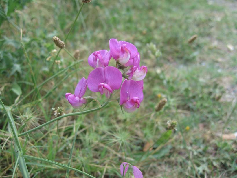 w-Corsica_orchid