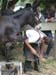 w-Ane_Marechal_Ferrand