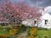 w1365_Crinan_cerisier_fl