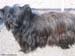w-Skye_Terrier-chien