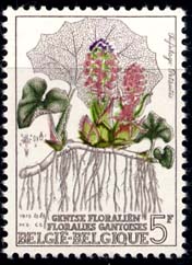 1750 Tussilago Petasites
