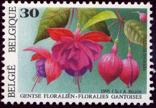 2591 Fuschsia