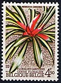 1749 Neoregelia carolinae