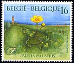 2572 Caltha Palustris