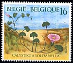 2574 Calystegia Soldanella