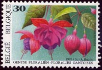 2591 Fuschsia