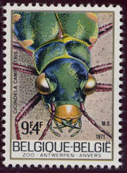 Cicindelle