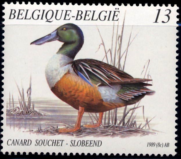 2334 canard souchet
