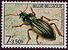 1740 Carabatus auratus
