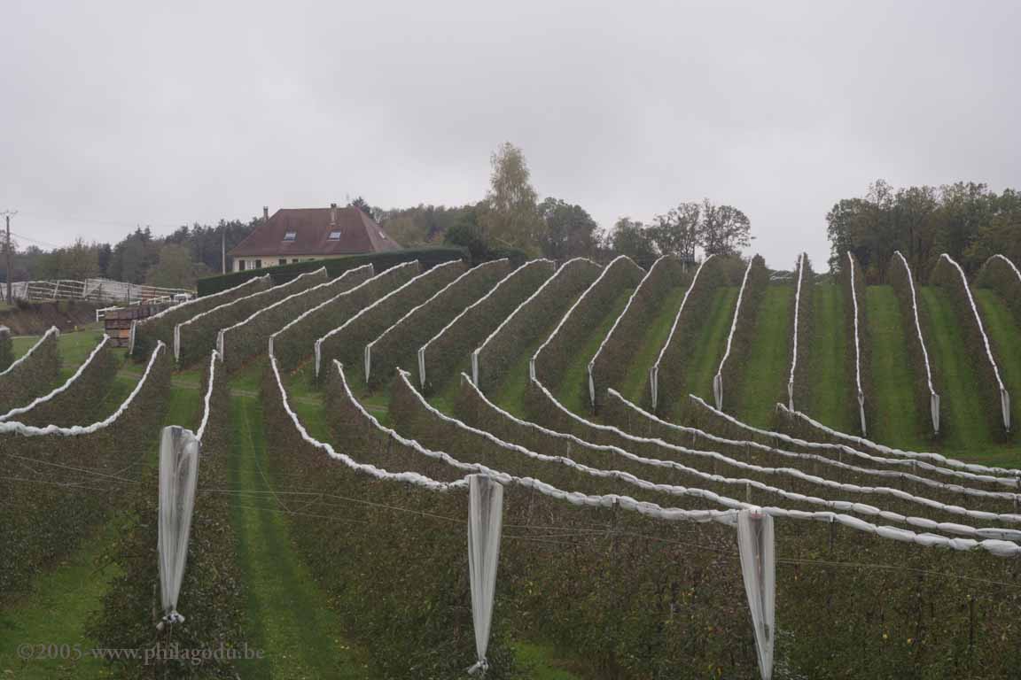 w-Pommes-Limousin353
