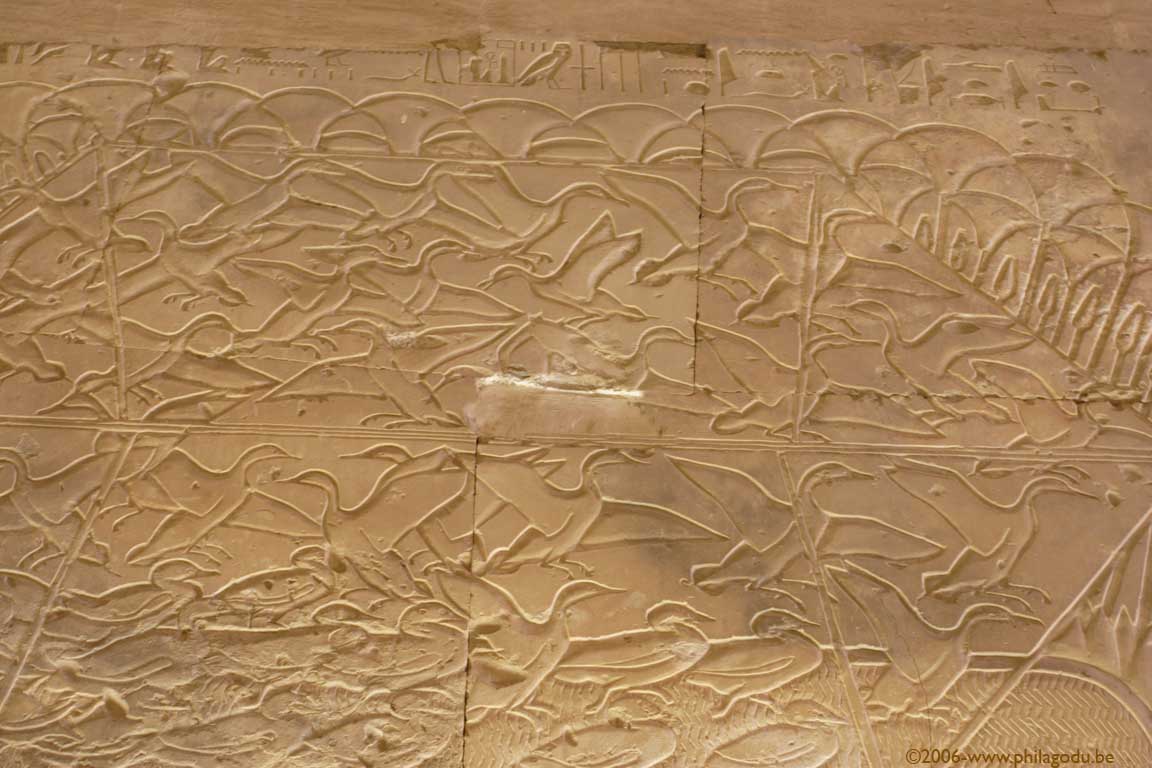 Abydos11-nasse+oiseaux12