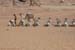 Wadi_es_Seboua-Stationcham_42