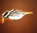 w-9905-Oiseau-crayon