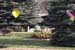 w_194-jardin-cygne