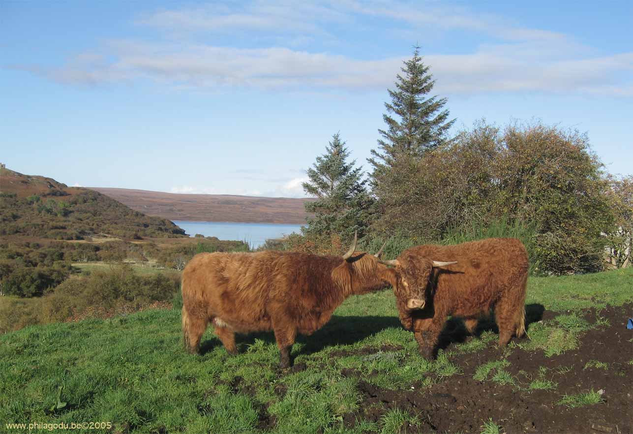 w-Highland-2cows