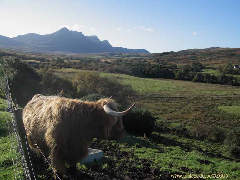 w-Highland-Cow_1474
