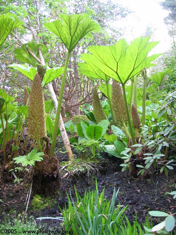 w1561_Inverewe_garden