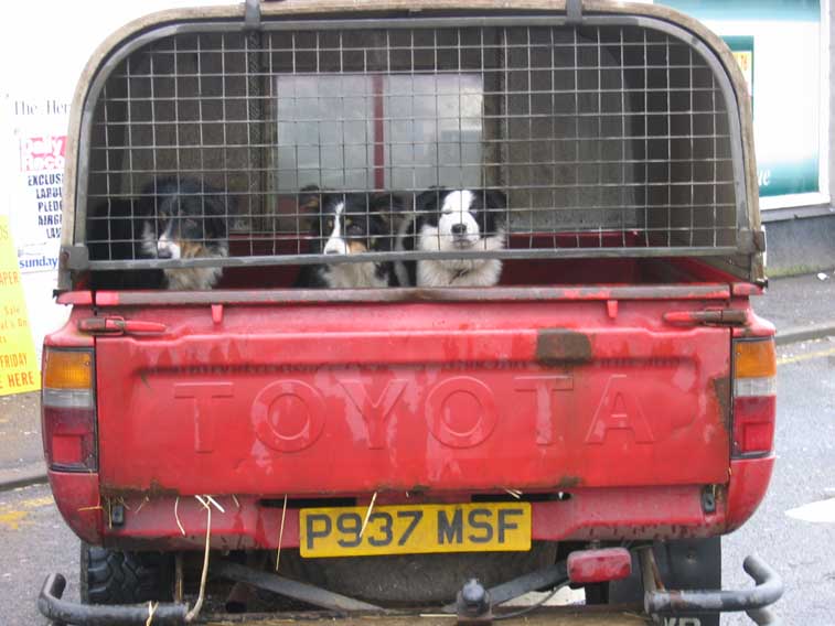 w1589_chiens_bergers