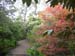 w1559_Inverewe-botanical_G