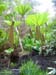 w1561_Inverewe_garden