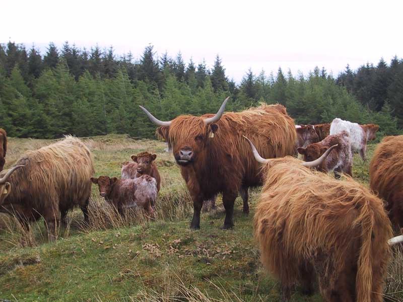 Skye-Highland_Cows+