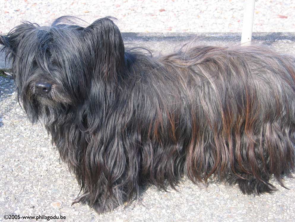 w-Skye_Terrier-chien