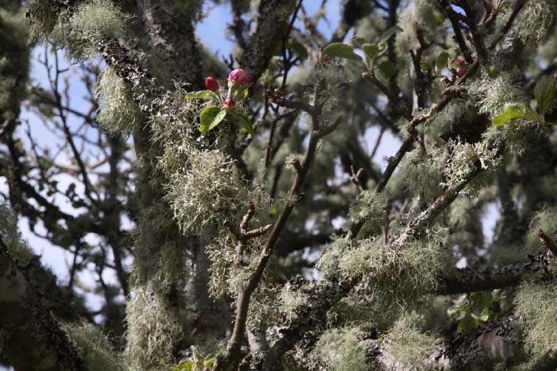 w-scot_6948-premier_bourgeons 