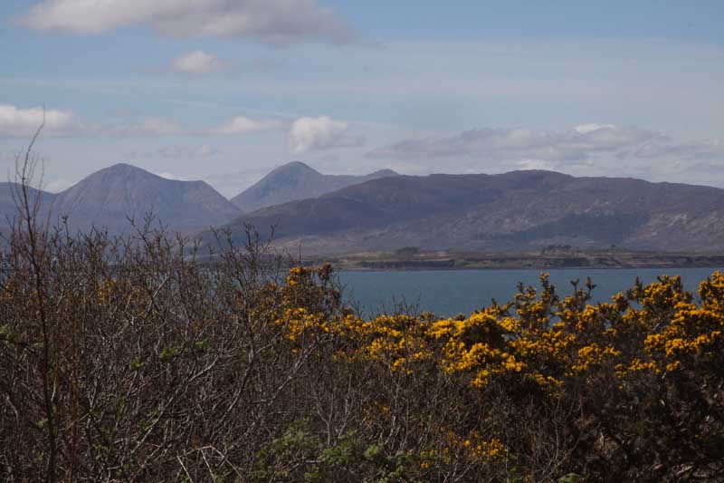 w-scot_7024 - face_skye