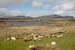 w-scot_7090-skye-moutons+maisons