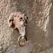 w-Vezelay-attache_cheval64