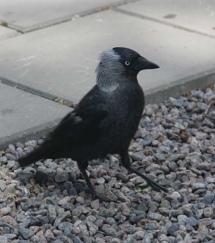 3w-Oiseau_suedois-432cc