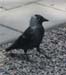 3w-Oiseau_suedois-432cc