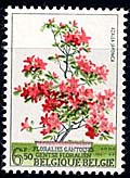 1751 Azalea Japonica