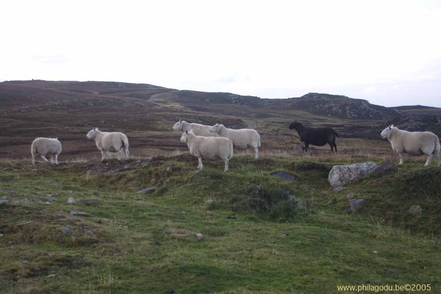 w-Highland_sheeps_3016